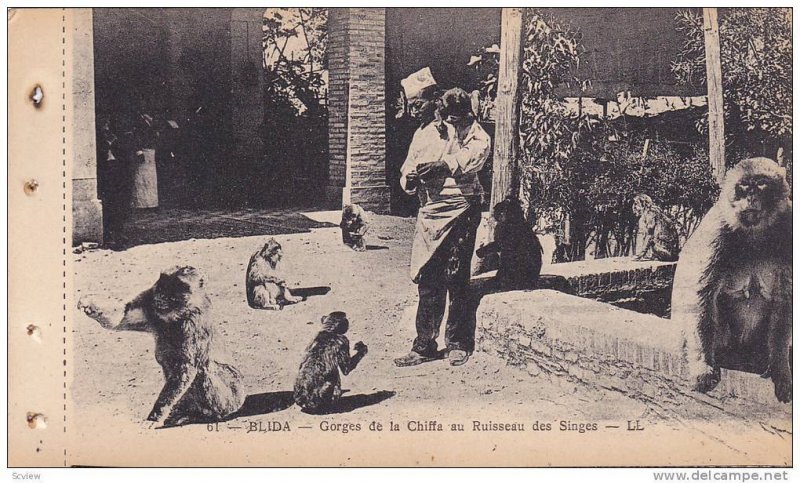 BLIDA , Algeria , 00-10s ; Gorges de la Chiffa au Ruisseau des singes