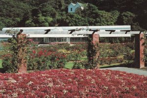 Lady Norwood Rose Gardens Wellington New Zealand Postcard