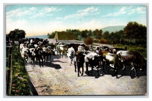 Cows on Ranch Hotel Potter Santa Barbara California CA UNP DB Postcard W16