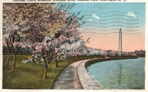 Vintage Postcard 1950'S Japanese Cherry Blossoms Potomac Park Washington DC