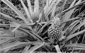 B84918 pina fruta que produce y exporta el  ecuador