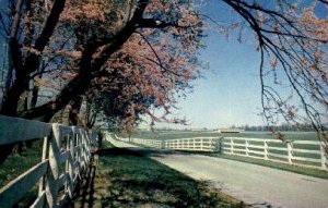 Picturesque Horse Farm - Lexington, KY