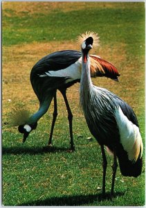 VINTAGE CONTINENTAL SIZED POSTCARD PAIR OF CRESTED CRANE KENYA FRICA STAMPS 1978