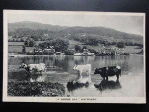 Cumbria: A SUMMER DAY Waterhead, showing cows in lake - Pub by G.P.Abraham Ltd