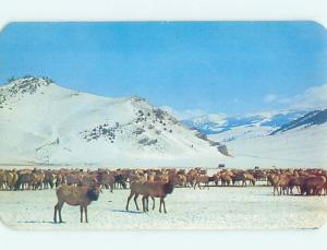 1950's Elk Herd On Feeding Grounds Jackson Hole Wyoming WY t5399