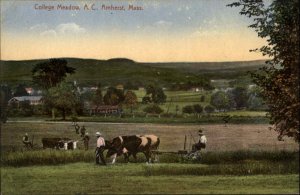 Amherst MA Meadow College, A.C. Farming Agriculture Cattle c1900s-20s Postcard