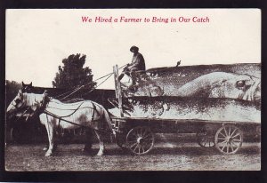 P1598 old postcard horse & wagon we hired a farmer to bring in the catch