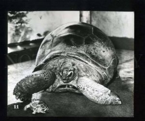 165456 ZOO Aldabra giant & Central Asian tortoise TURTLE Photo