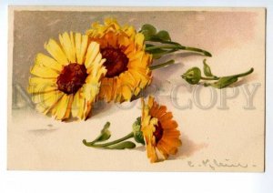 497574 Catherine KLEIN Yellow daisy Flowers Vintage postcard #284