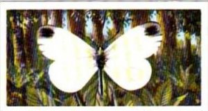 Brooke Bond Tea British Butterflies No 39 Wood White