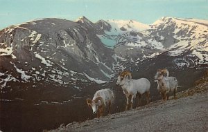 Big Horn Moutain Sheep Rocky Mountain National Park, Colorado, USA Sheep Unused 