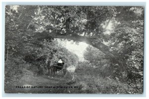 c1910s Freak of Nature Near Westminster Maryland MD Antique Unposted Postcard 