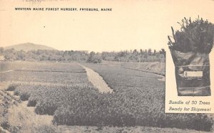 Western Maine force nursery Fryeburg, Maine, USA Nursery Unused 