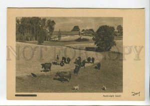 437414 Latvia Autumn cow fields Vintage postcard