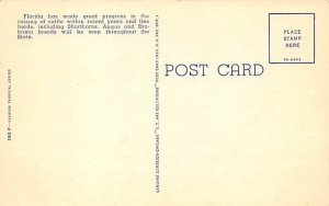 Brahman Bull in Florida Pastures  