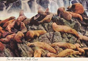 Sea Lions On The Pacific Coast