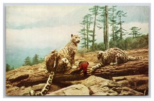 Snow Leopard Natural History Museum Chicago IL UNP Chrome Postcard Q24