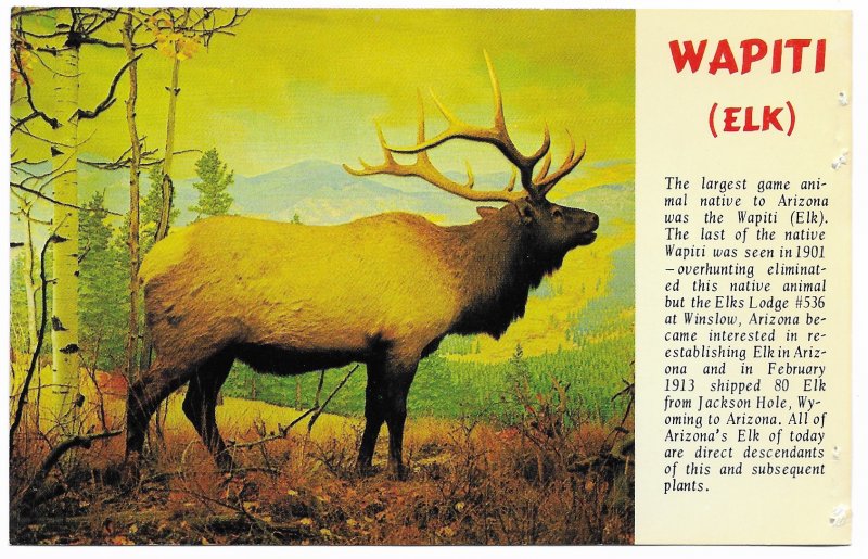 US Arizona Elk - North of Payson. unused.  *Staple holes