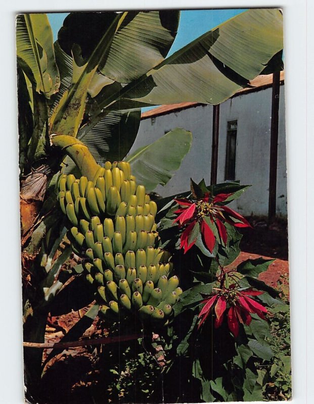 Postcard Cacho de Bananas Paraguay