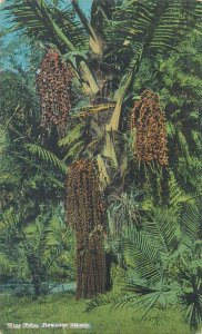 United States scenic wine palm Hawaiian Islands postcard 