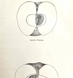 Scott's Winter And Antonooka Apples Cross Section Victorian 1887 Art Print DWT9B