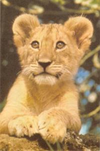 BR100648 kenya lion cub  animal animaux   africa
