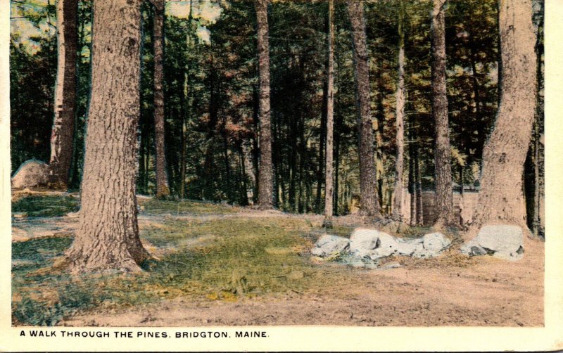 Maine Bridgton A Walk Through The Pines