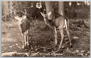 Baldwin Michigan 1940s RPPC Real Photo Greetings Postcard Deer