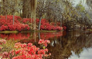 Middleton Gardens Charleston, South Carolina