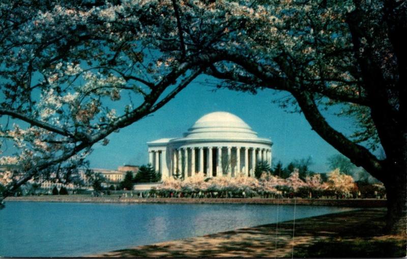 Washington D C Jefferson Memorial and Cherry Blossoms