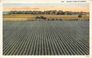 Celery farm in Florida Florida, USA Florida Oranges Postal Used Unknown 