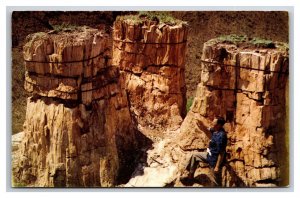 Trio in Pike Petrified Forest National Monument Arizona UNP Chrome Postcard Y13