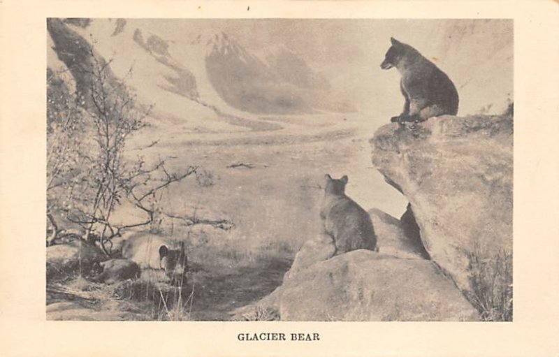 Glacier Bear Chicago, IL, USA Bear Unused 