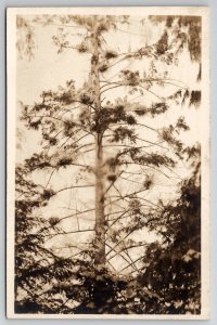 The Heronry In Stanley Park RPPC Vancouver BC Canada Postcard U28