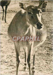 Postcard Modern Nilgaut Advertisement Genoline
