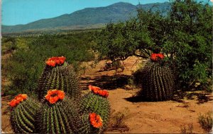 Barrel Cactus Bloomed Desert Mountain Postcard WOB Note 5c Stamp Unused UNP VTG 