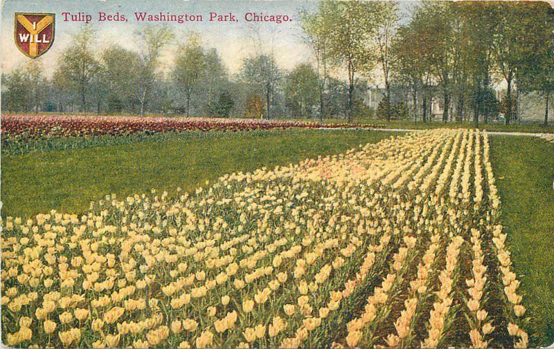 Acmegraph  Chicago Illinois C-1910 Tulips Beds Washington postcard 2956