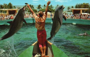 Vintage Postcard Two Happy Go Lucky Porpoises Jump For Fish Miami Florida Fla.