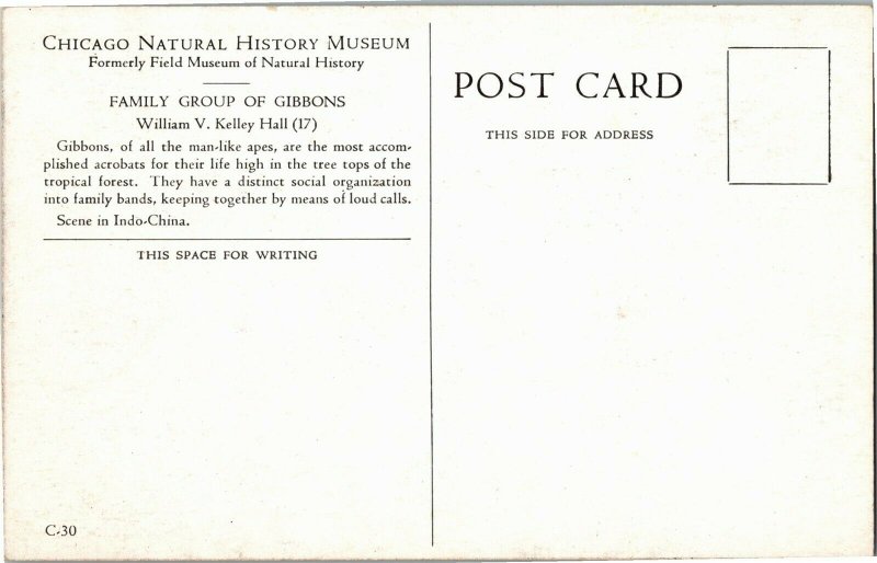 Family Group of Gibbons Field Museum Chicago Natural History Postcard H35