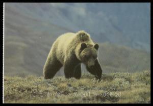 Grizzly Bear  - Banff National Park