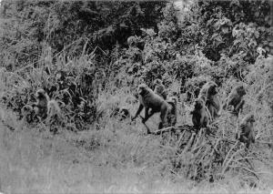 BR56482 Parc national albert grouppe de Cynocephales singe monkey animals animau