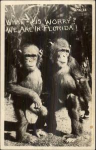 Chimps Apes Chimpanzees in Florida Humor Real Photo Postcard CLINE