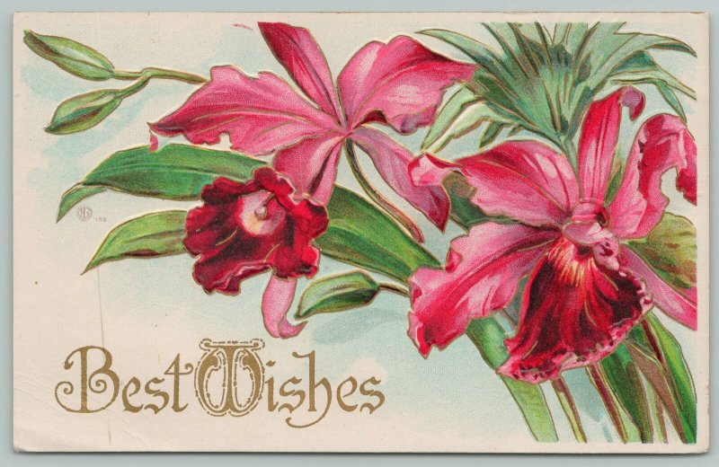 Flowers Greetings~Bold Pink Orchids~Gold Leaf~c1910 Embossed Postcard