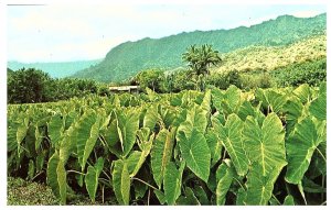 View of a Beautiful Green Taro Patch for Making Poi Hawaii Postcard