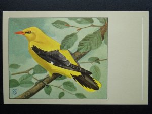 Bird Theme GOLDEN ORIOLE c1950s Postcard by P. Sluis Series 9 No.104