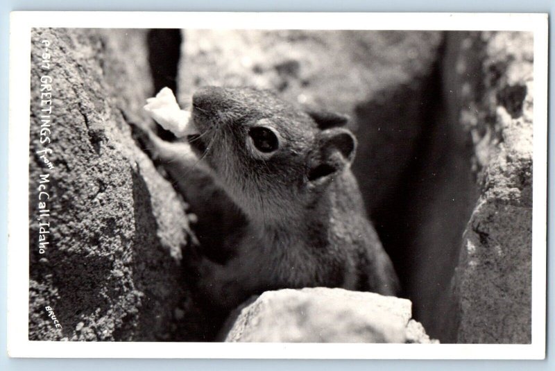 McCall Idaho ID Postcard RPPC Photo Greetings Rat Mouse Bruce 1955 Posted Vintag