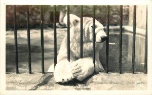 Postcard RPPC Washington Tacoma Polar Bear Point Defiance Ellis #1253 23-3897