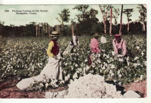 BLACK AMERICANA   Memphis, TN  COTTON PICKING postcard