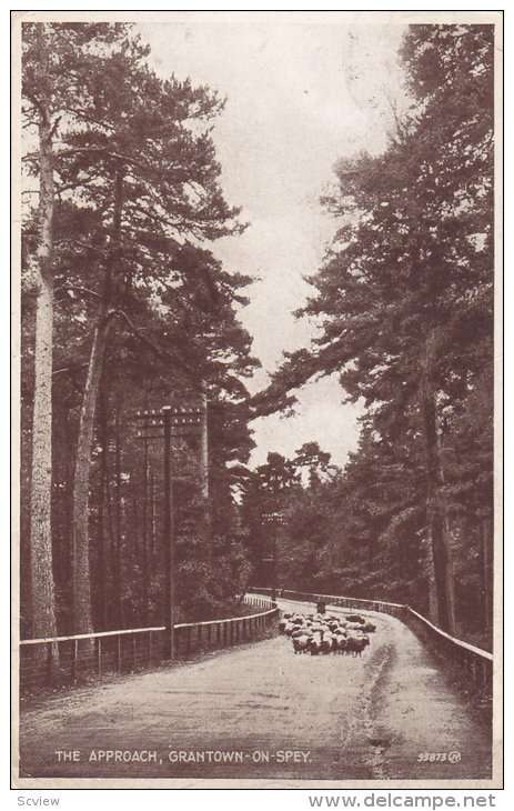 RP; Sheep, The Approach, Grantown-On-Spey, Inverness-shire, Scotland, United ...