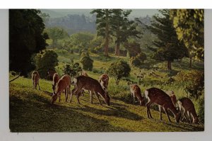 Japan - Nara Park. A few of the hundreds of roaming, tame deer.